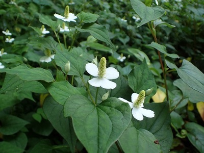 ドクダミ | 熊本大学薬学部薬用植物園 薬草データベース