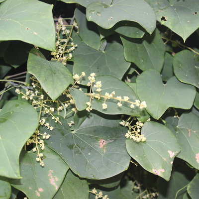 オオツヅラフジ 薬草データベース