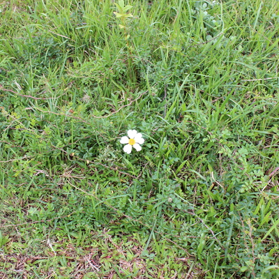 カカヤンバラ 熊本大学薬学部薬用植物園 薬草データベース