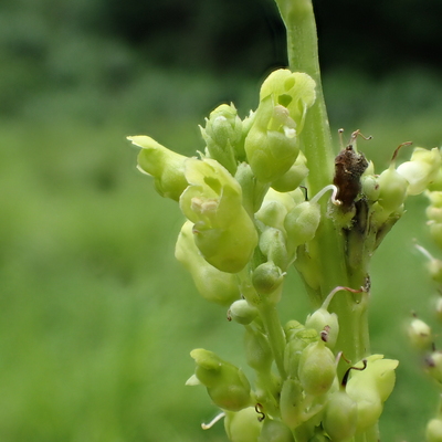 ゴマノハグサ 熊本大学薬学部薬用植物園 薬草データベース