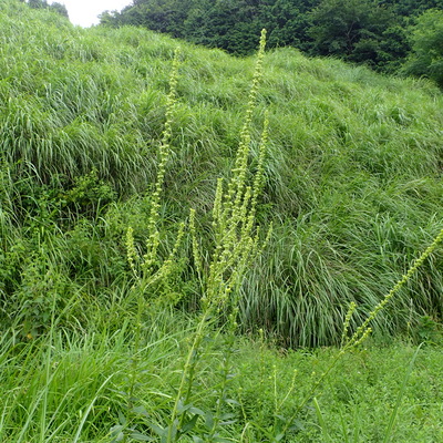 ゴマノハグサ 薬草データベース