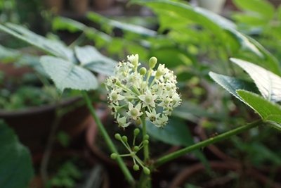 熊本大学薬学部 薬草園        植物データベース