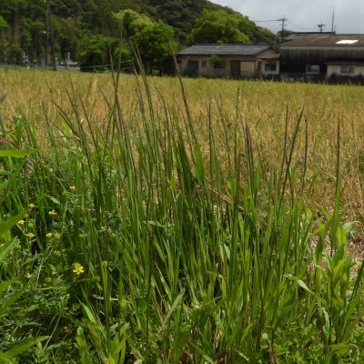 ミズタカモジ