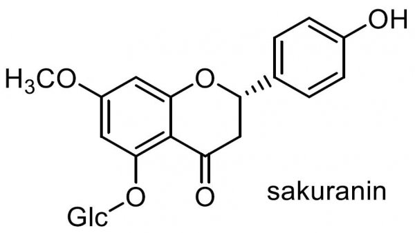 オオシマザクラ 化学構造式1