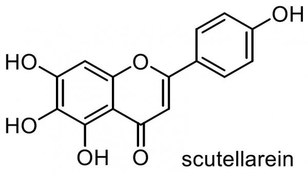 セイタカナミキソウ 化学構造式3