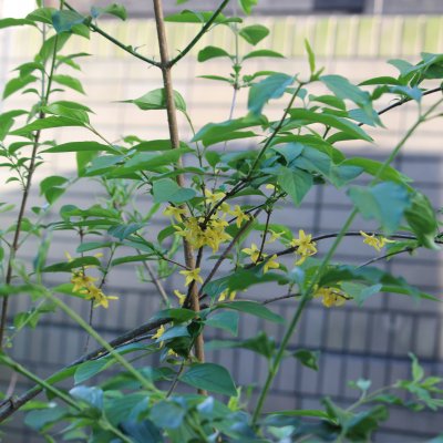 ショウドシマレンギョウ