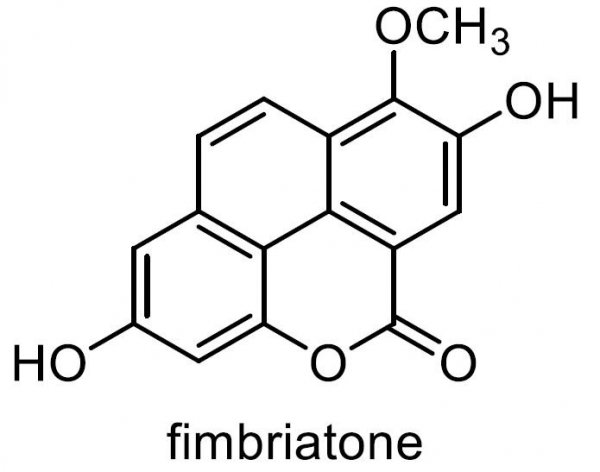 フチトリセッコク 化学構造式1