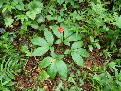 トチバニンジン | 熊本大学薬学部薬用植物園 薬草データベース