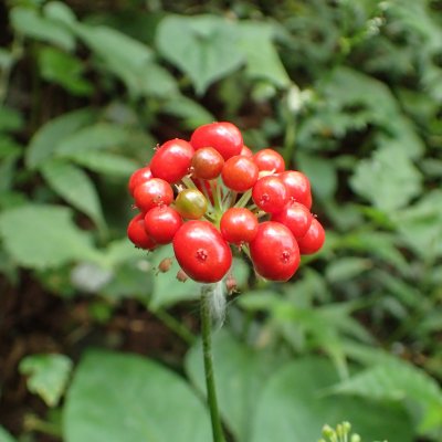 トチバニンジン | 熊本大学薬学部薬用植物園 薬草データベース