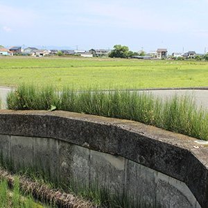 イヌドクサ