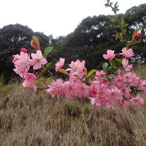 ハナカイドウ
