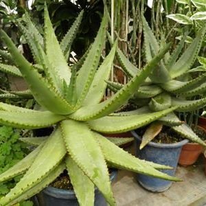 アオワニ