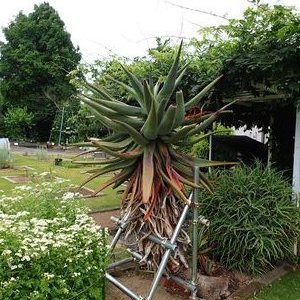 アオワニ