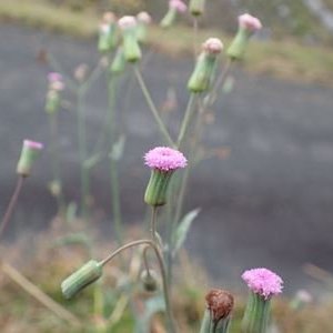 ウスベニニガナ