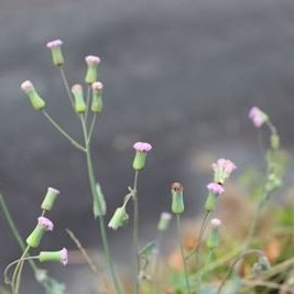 ウスベニニガナ