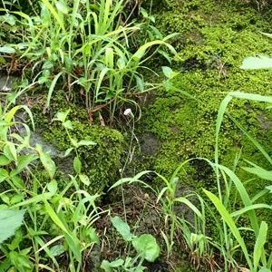 ウスベニニガナ