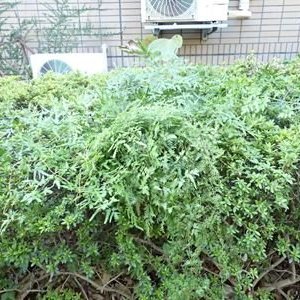カニクサ