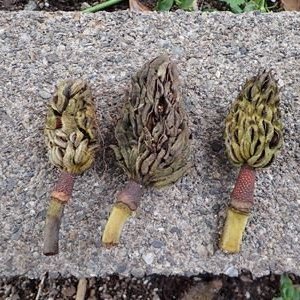 タイサンボク