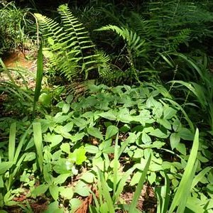 ナガバハエドクソウ