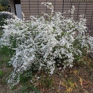 ユキヤナギ