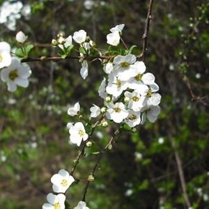 ユキヤナギ