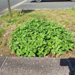 レモンバーム