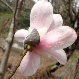 タムシバ