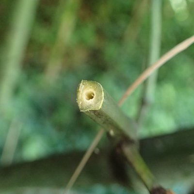 マダケ