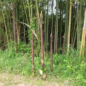 マダケ