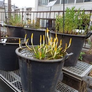 オロンティウム・アクアティクム