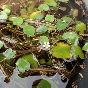 ヒメシロアサザ