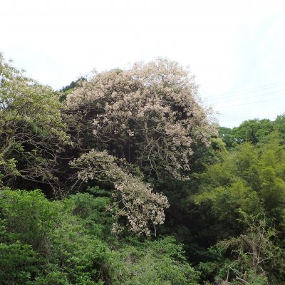 オオアブラギリ