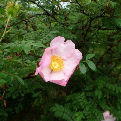サンショウバラ