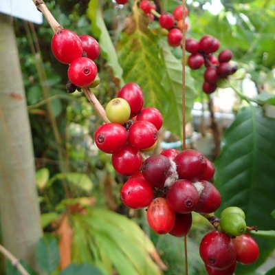 コーヒーノキ