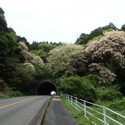 オオアブラギリ