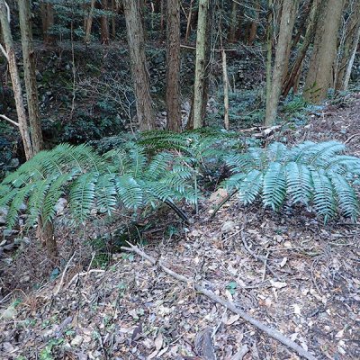 リュウビンタイ