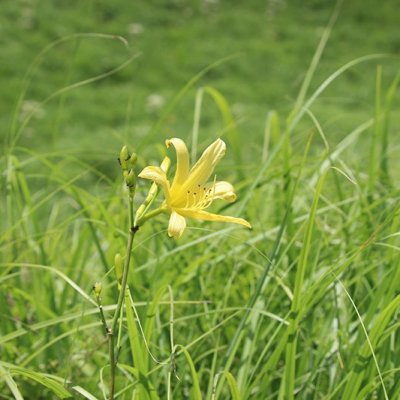 ユウスゲ