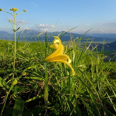 ユウスゲ