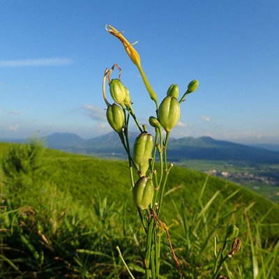 ユウスゲ
