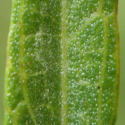 ケショウヨモギ