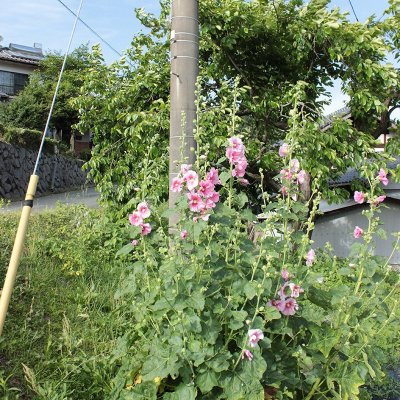 タチアオイ