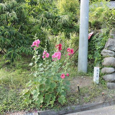 タチアオイ