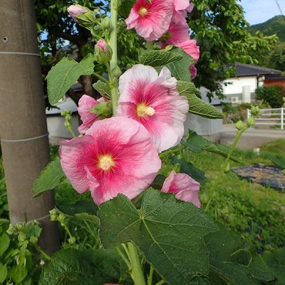 タチアオイ