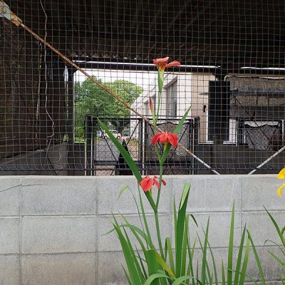 チャショウブ　