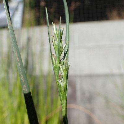 ミカワシンジュガヤ