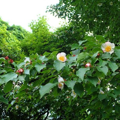 ヒコサンヒメシャラ