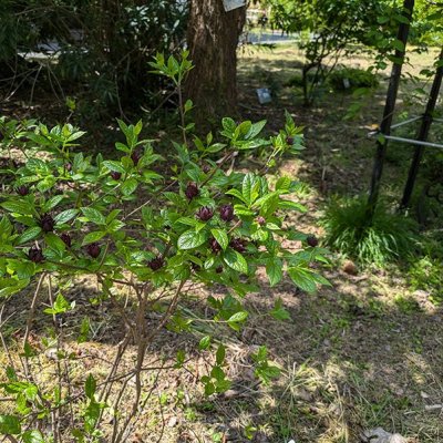 アメリカロウバイ