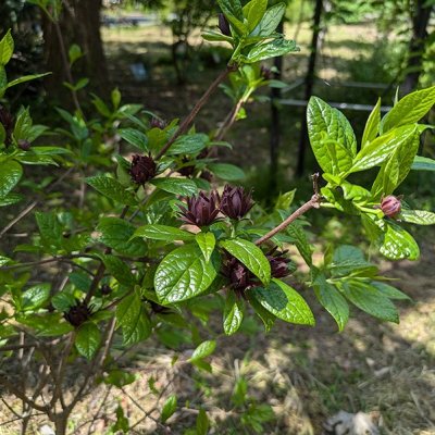 アメリカロウバイ