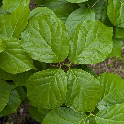 アメリカロウバイ