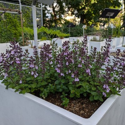 ウォールジャーマンダー